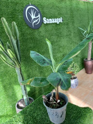 عکس گلخانه سانا گل