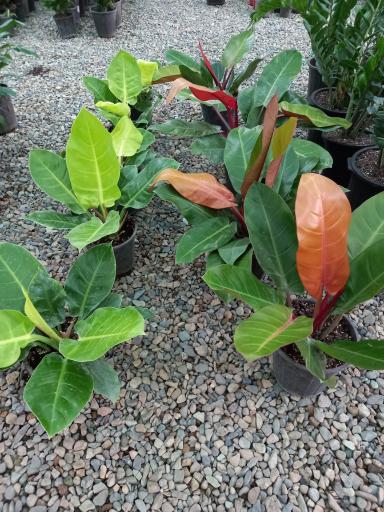 عکس گلخانه سانا گل