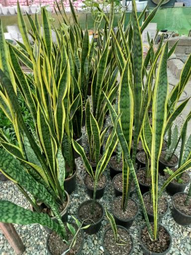 عکس گلخانه سانا گل