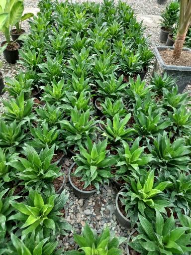 عکس گلخانه سانا گل