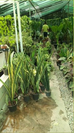 گلخانه سانا گل