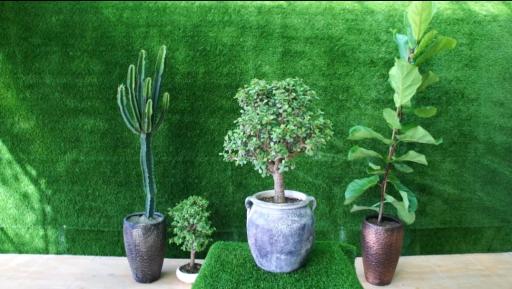 گلخانه سانا گل