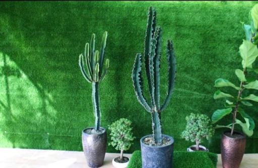 عکس گلخانه سانا گل