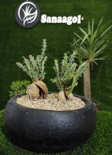 عکس گلخانه سانا گل