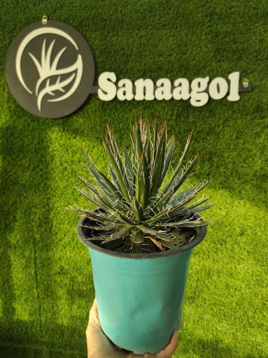 عکس گلخانه سانا گل