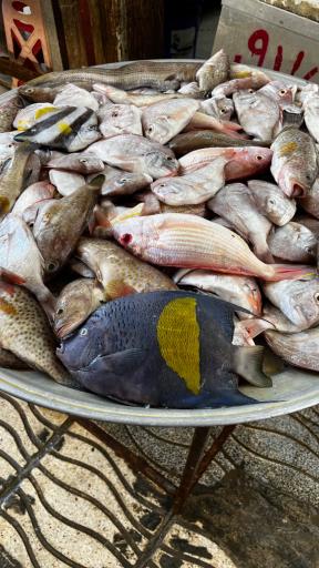 عکس بازار ماهی فروشان بوشهر