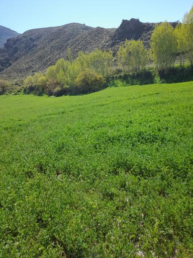 عکس گوگرد