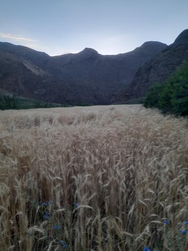 عکس گوگرد