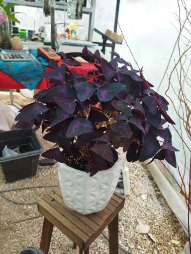 عکس گلباغ سروناز