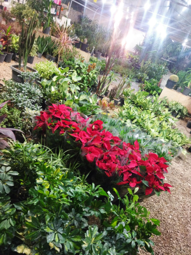 عکس گلباغ سروناز