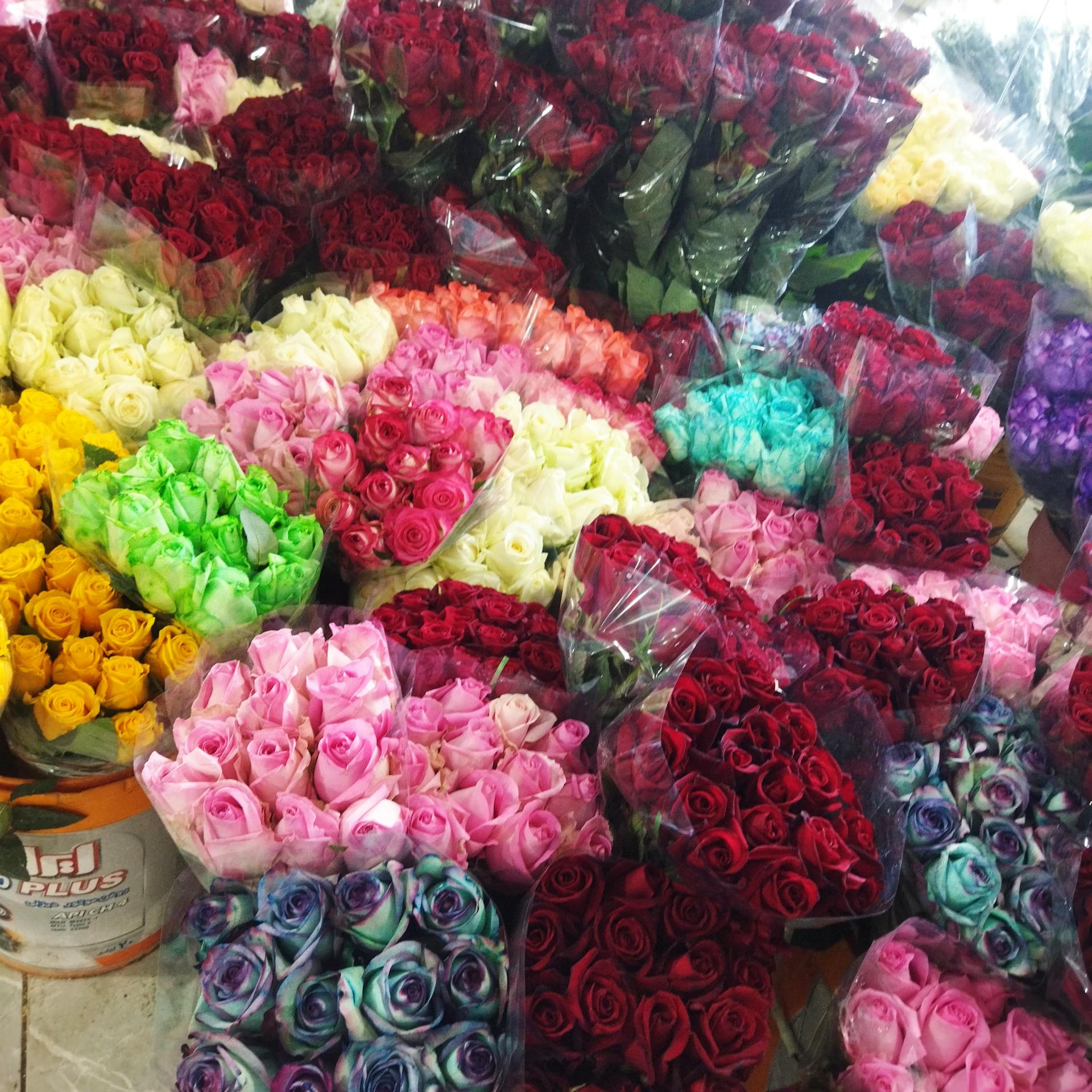 عکس گلباغ سروناز