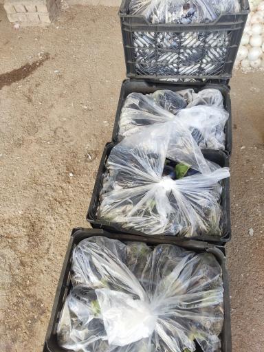 بارفروشی حاج‌علی کاظم‌زاده