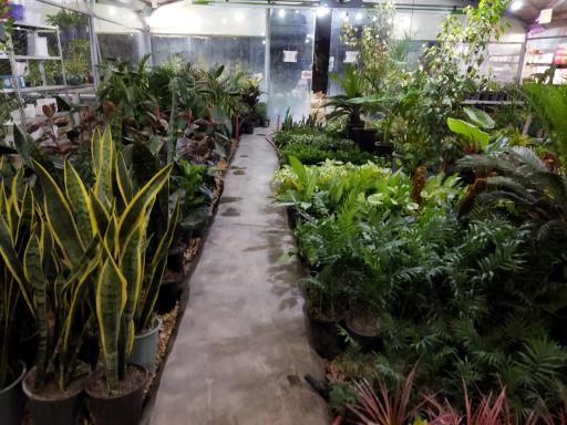 عکس گلباغ سروناز