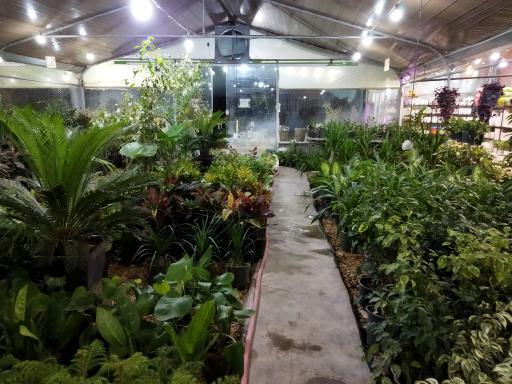 عکس گلباغ سروناز