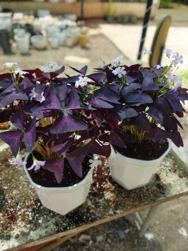 عکس گلباغ سروناز