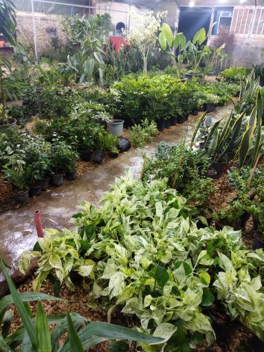 عکس گلباغ سروناز