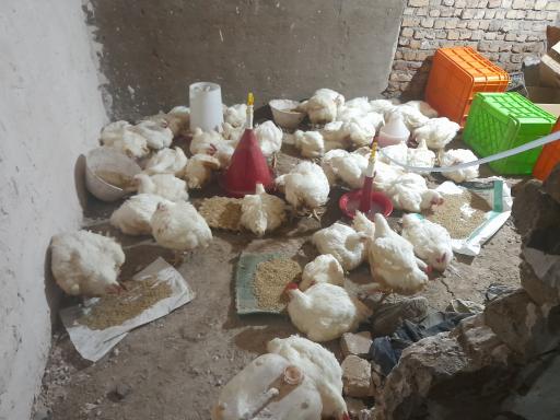 عکس پروتئینی و پرنده سرای زرقلمون