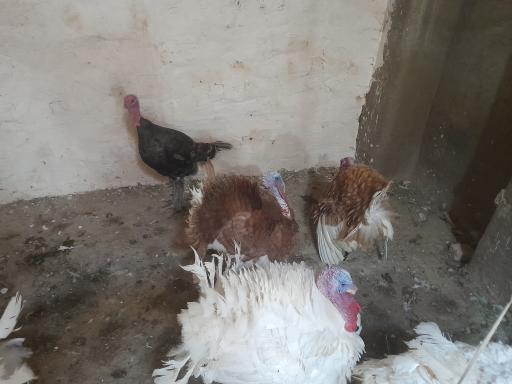 عکس پروتئینی و پرنده سرای زرقلمون
