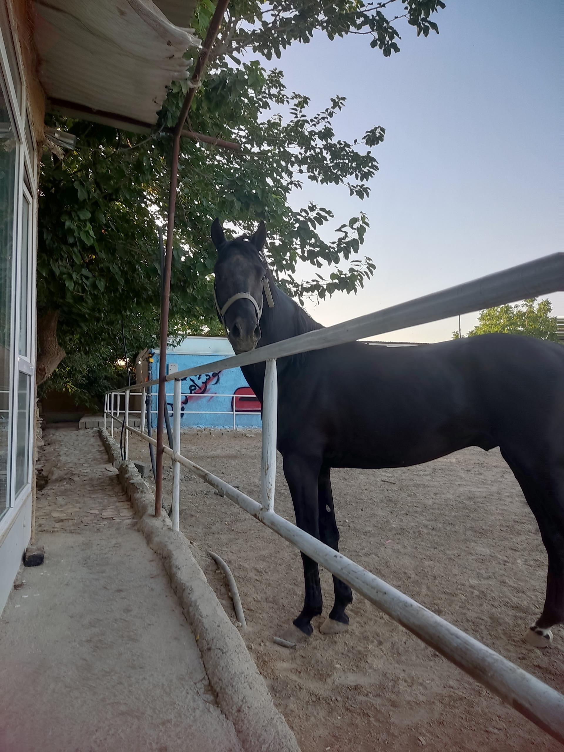 عکس باشگاه سوارکاری دهستانی