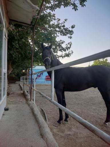 عکس باشگاه سوارکاری دهستانی