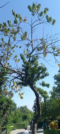 عکس باغ گیاه شناسی