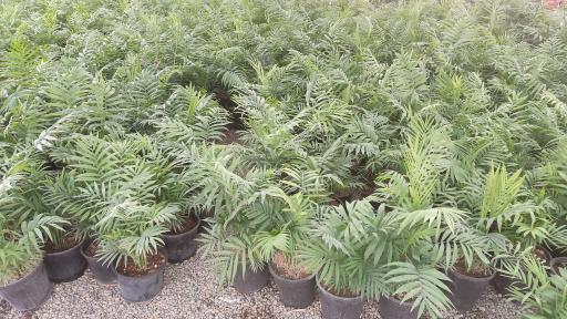 عکس گلخانه بهنو گل