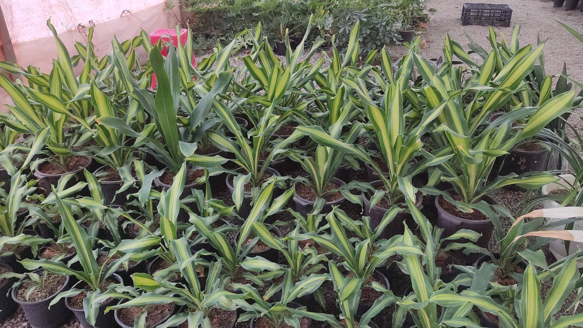 عکس گلخانه بهنو گل