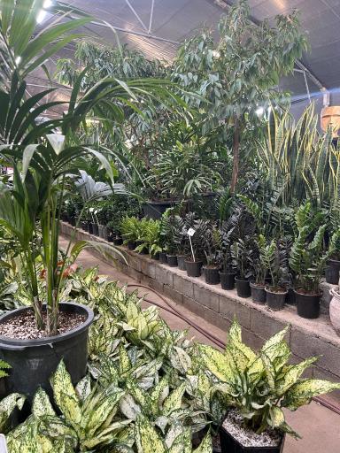 عکس گل و گیاه عطر برگ