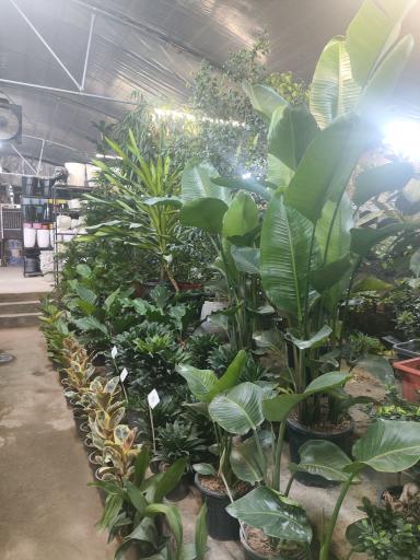 عکس گل و گیاه عطر برگ