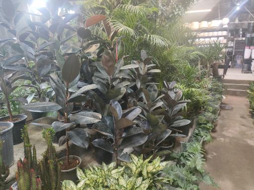 عکس گل و گیاه عطر برگ