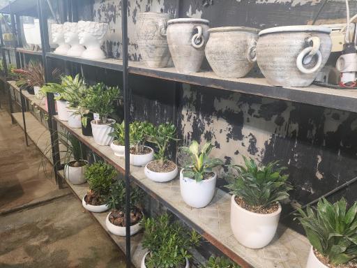 عکس گل و گیاه عطر برگ