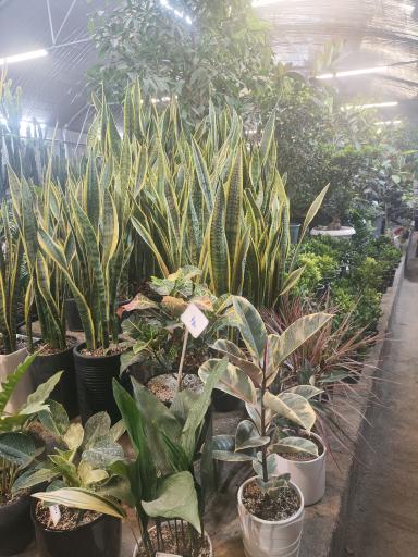 عکس گل و گیاه عطر برگ