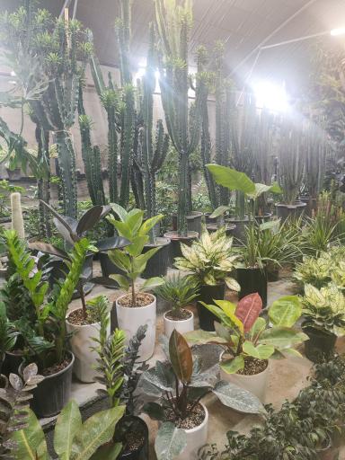 عکس گل و گیاه عطر برگ