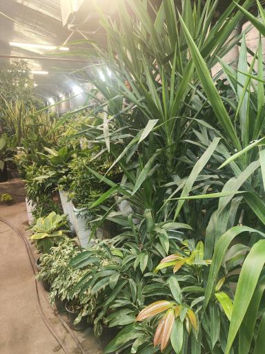 عکس گل و گیاه عطر برگ