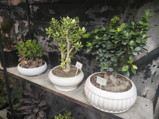 عکس گل و گیاه عطر برگ