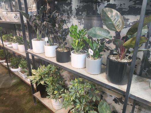 عکس گل و گیاه عطر برگ