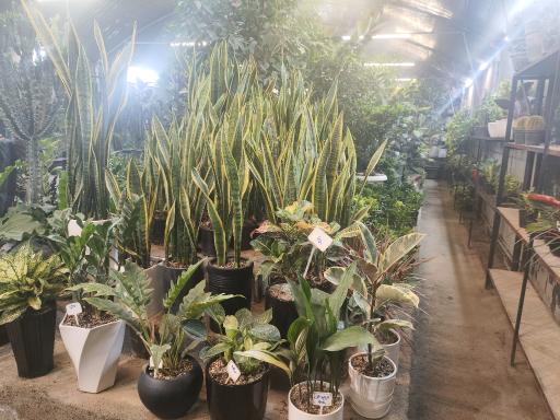 عکس گل و گیاه عطر برگ