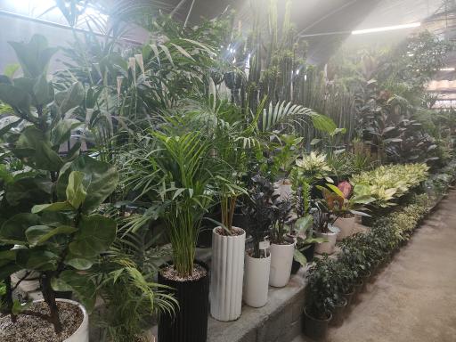 عکس گل و گیاه عطر برگ