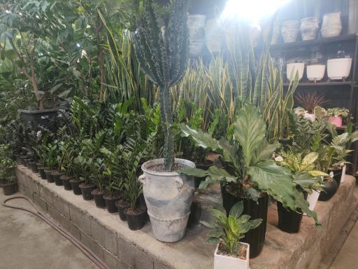 عکس گل و گیاه عطر برگ