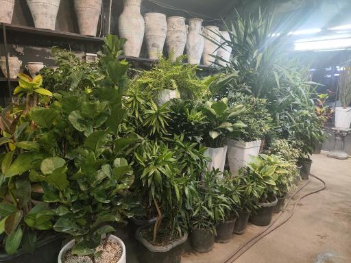 عکس گل و گیاه عطر برگ