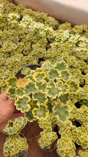 عکس گلخانه بهنو گل