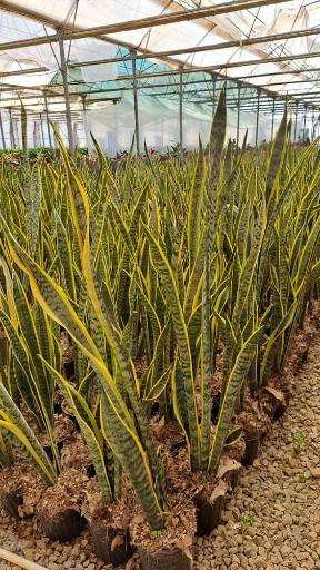 عکس گلخانه بهنو گل