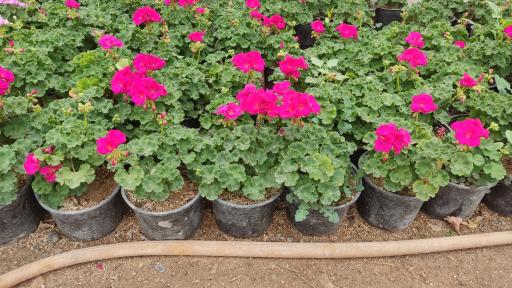 عکس گلخانه بهنو گل