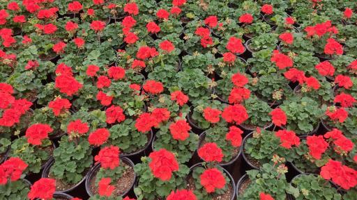 عکس گلخانه بهنو گل