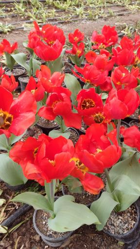 عکس گلخانه بهنو گل