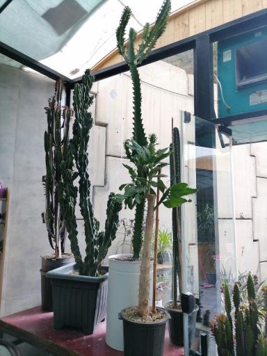 عکس کاکتوس کرورا