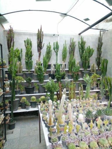 عکس کاکتوس کرورا