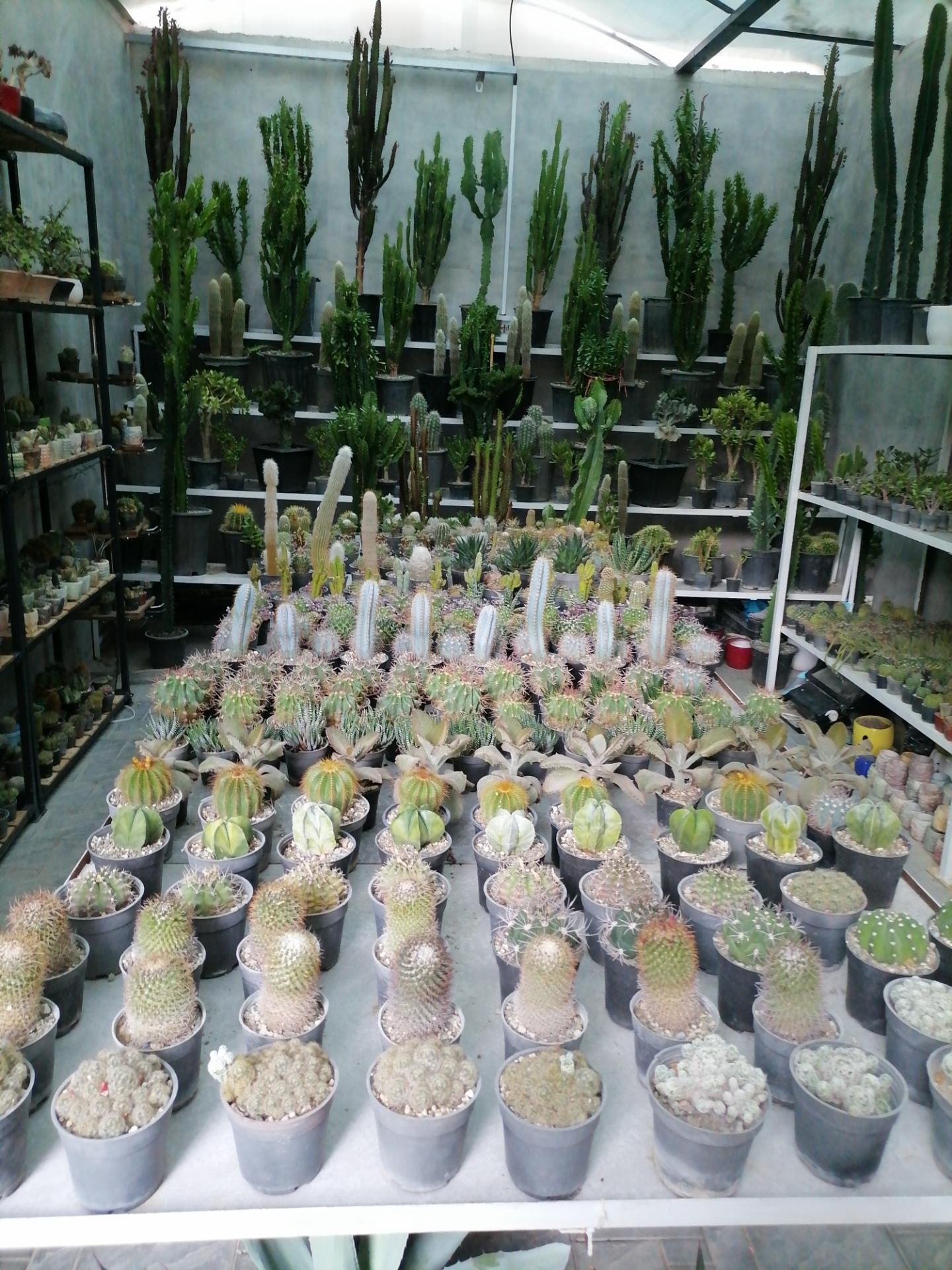 عکس کاکتوس کرورا