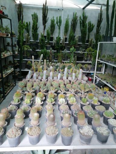 عکس کاکتوس کرورا