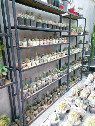 عکس کاکتوس کرورا